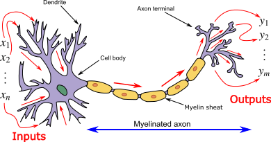 Neuron